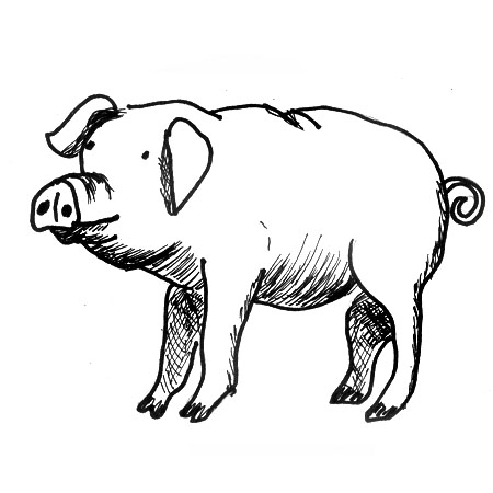 Line drawing of a pig